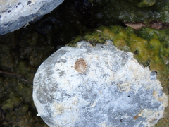 Ambrysus