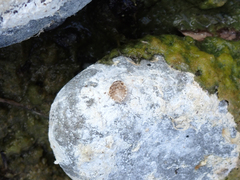 Ambrysus