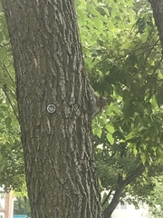 Sciurus carolinensis