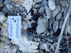 Urocyon cinereoargenteus