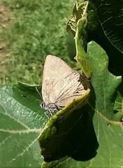 Callophrys xami xami