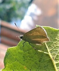 Callophrys xami xami