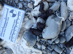 Urocyon cinereoargenteus