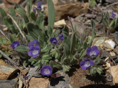 Phacelia curvipes