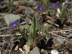 Phacelia curvipes