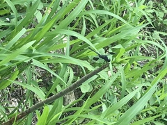 Erythrodiplax funerea