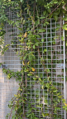 Dolichandra unguis-cati