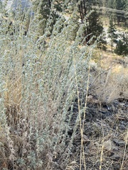 Artemisia frigida