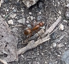Camponotus hannani