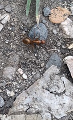 Camponotus hannani