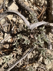 Tetradymia canescens