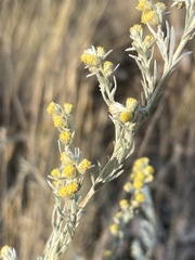 Artemisia frigida