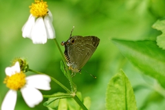 Deudorix epijarbas menesicles