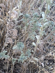Artemisia frigida