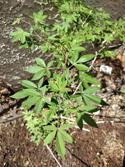 Vitex negundo