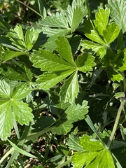 Potentilla argentea