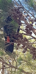 Calyptorhynchus lathami