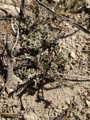 Tetradymia canescens