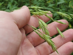 Bromus pubescens