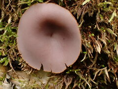Peziza griseorosea