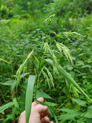 Bromus pubescens