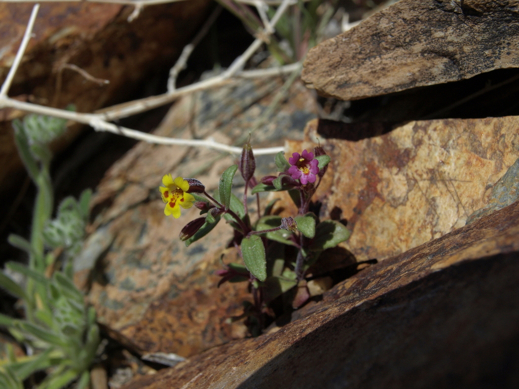redstem monkeyflower
