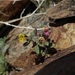 Erythranthe rubella - Photo (c) Jim Morefield, algunos derechos reservados (CC BY)