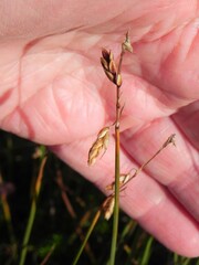 Carex rariflora