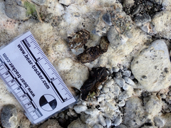 Urocyon cinereoargenteus