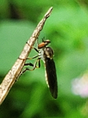 Holcocephala