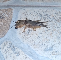 Gryllotalpa