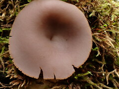 Peziza griseorosea