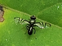 Tephritoidea