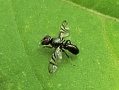 Tephritoidea