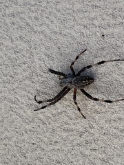 Araneidae