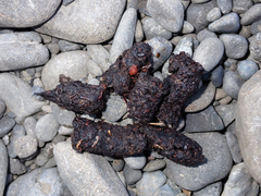 Urocyon cinereoargenteus