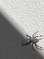 Araneidae