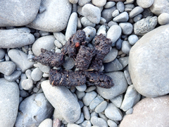 Urocyon cinereoargenteus