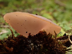 Peziza griseorosea