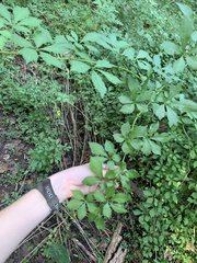 Eleutherococcus sieboldianus