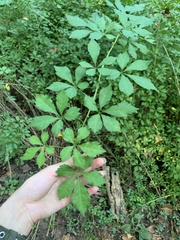 Eleutherococcus sieboldianus