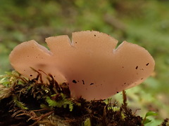 Peziza griseorosea