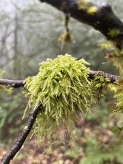 Pseudisothecium stoloniferum