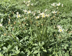 Nothoscordum