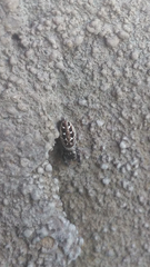 Dendryphantes