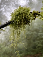 Pseudisothecium stoloniferum