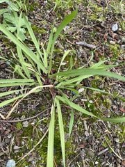 Bromus vulgaris