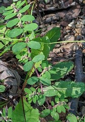 Euphorbia humistrata