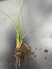Triglochin maritima
