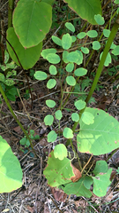 Thalictrum pubescens